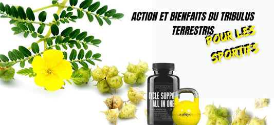Tribulus terrestris