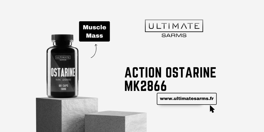 Mécanisme d'action de Ostarine MK2866